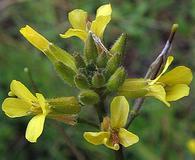 Sisymbrium orientale