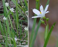 Sisyrinchium albidum