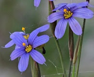 Sisyrinchium angustifolium