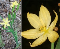 Sisyrinchium arizonicum