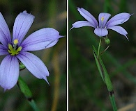 Sisyrinchium atlanticum