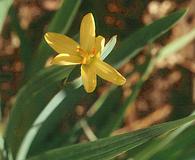 Sisyrinchium californicum