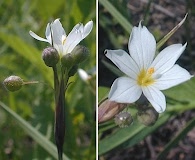 Sisyrinchium campestre