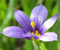 Sisyrinchium littorale