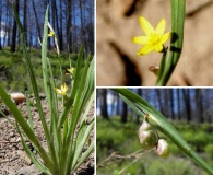 Sisyrinchium longipes