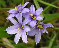 Sisyrinchium montanum