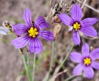 Sisyrinchium scabrum