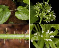 Smilax californica