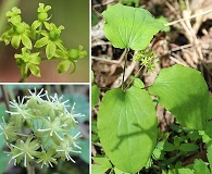 Smilax ecirrhata