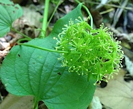 Smilax herbacea