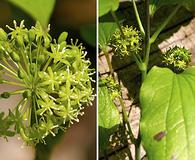 Smilax illinoensis