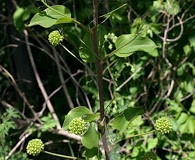 Smilax lasioneura