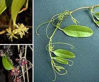 Smilax laurifolia