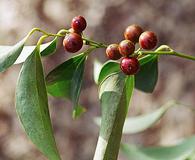 Smilax smallii