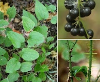 Smilax tamnoides