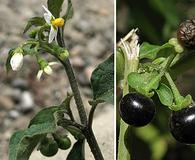 Solanum americanum