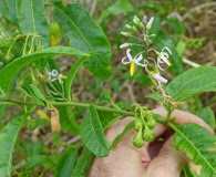 Solanum bahamense