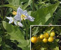 Solanum carolinense