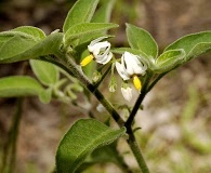 Solanum chenopodioides