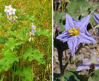 Solanum dimidiatum