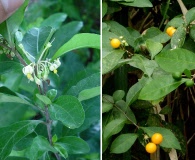 Solanum diphyllum