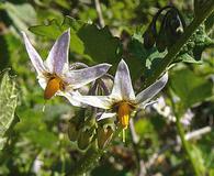 Solanum douglasii