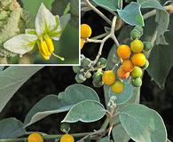 Solanum erianthum