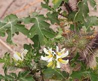 Solanum grayi