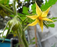 Solanum lycopersicum