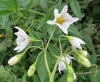 Solanum nigrescens