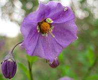 Solanum parishii