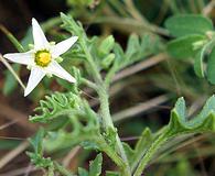 Solanum physalifolium