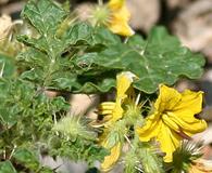 Solanum rostratum