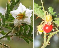 Solanum sisymbriifolium