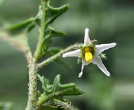 Solanum triflorum