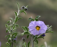 Solanum umbelliferum