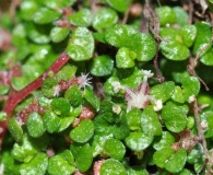 Soleirolia soleirolii