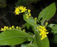 Solidago auriculata