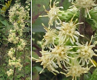 Solidago bicolor