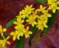 Solidago caesia