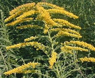 Solidago canadensis