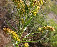 Solidago confinis