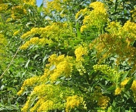 Solidago gigantea