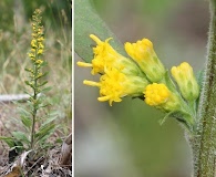 Solidago hispida