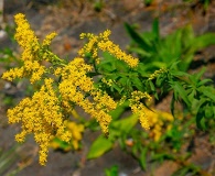 Solidago juncea