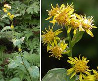 Solidago macrophylla