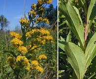 Solidago missouriensis