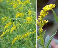 Solidago odora