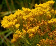 Solidago ohioensis