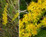 Solidago pinetorum